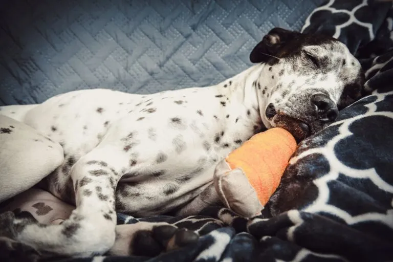 Blessure à la patte d'un chien