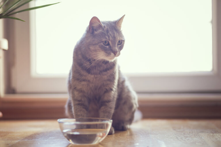 Boire suffisamment permet d'éviter les calculs rénaux chez le chat