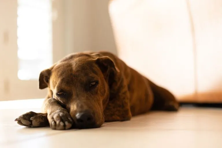 Cals chez un chien couché sur sol dur.