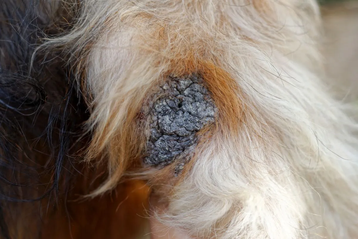 Gros plan d'un cal chez le chien