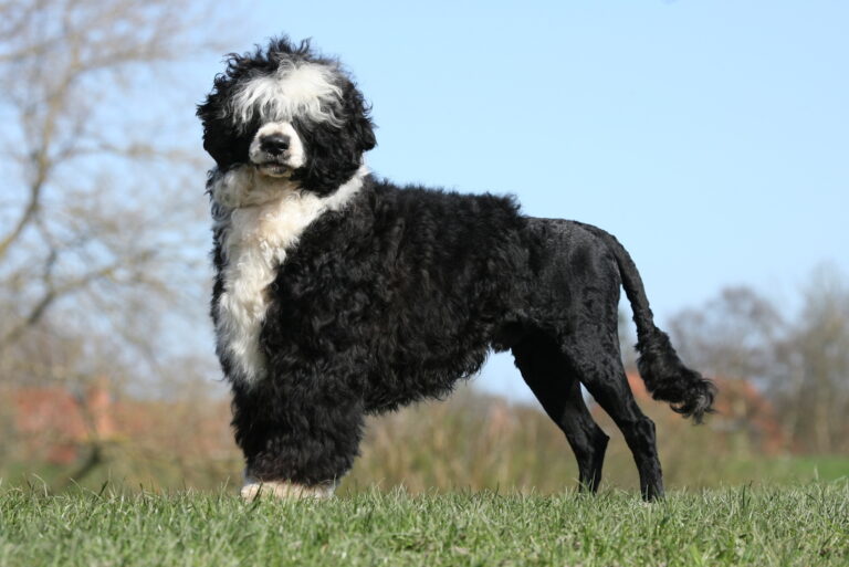 Le chien d'eau portugais avec sa coupe lion de concours