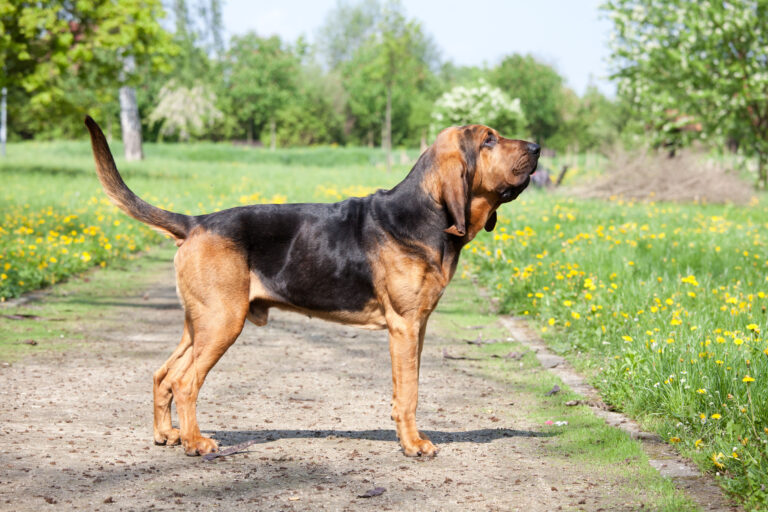 Un chien de Saint-Hubert dans le parc