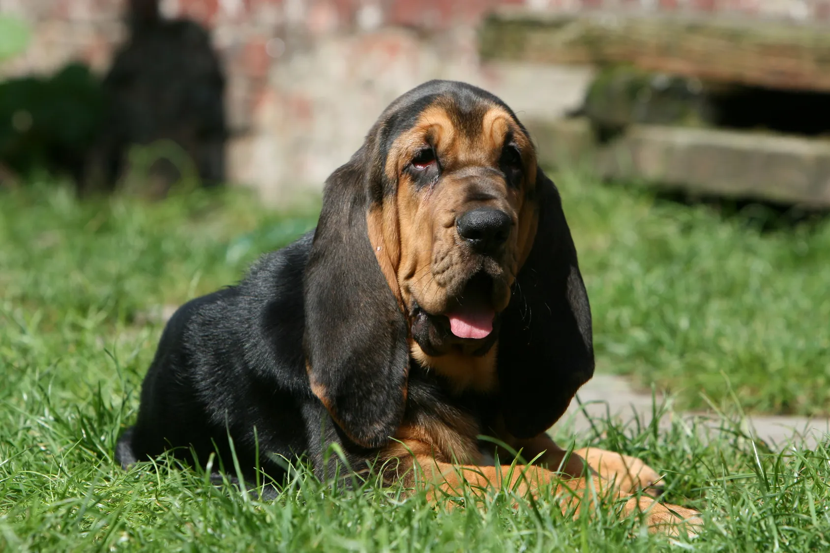 Un magnifique chien de Saint-Hubert