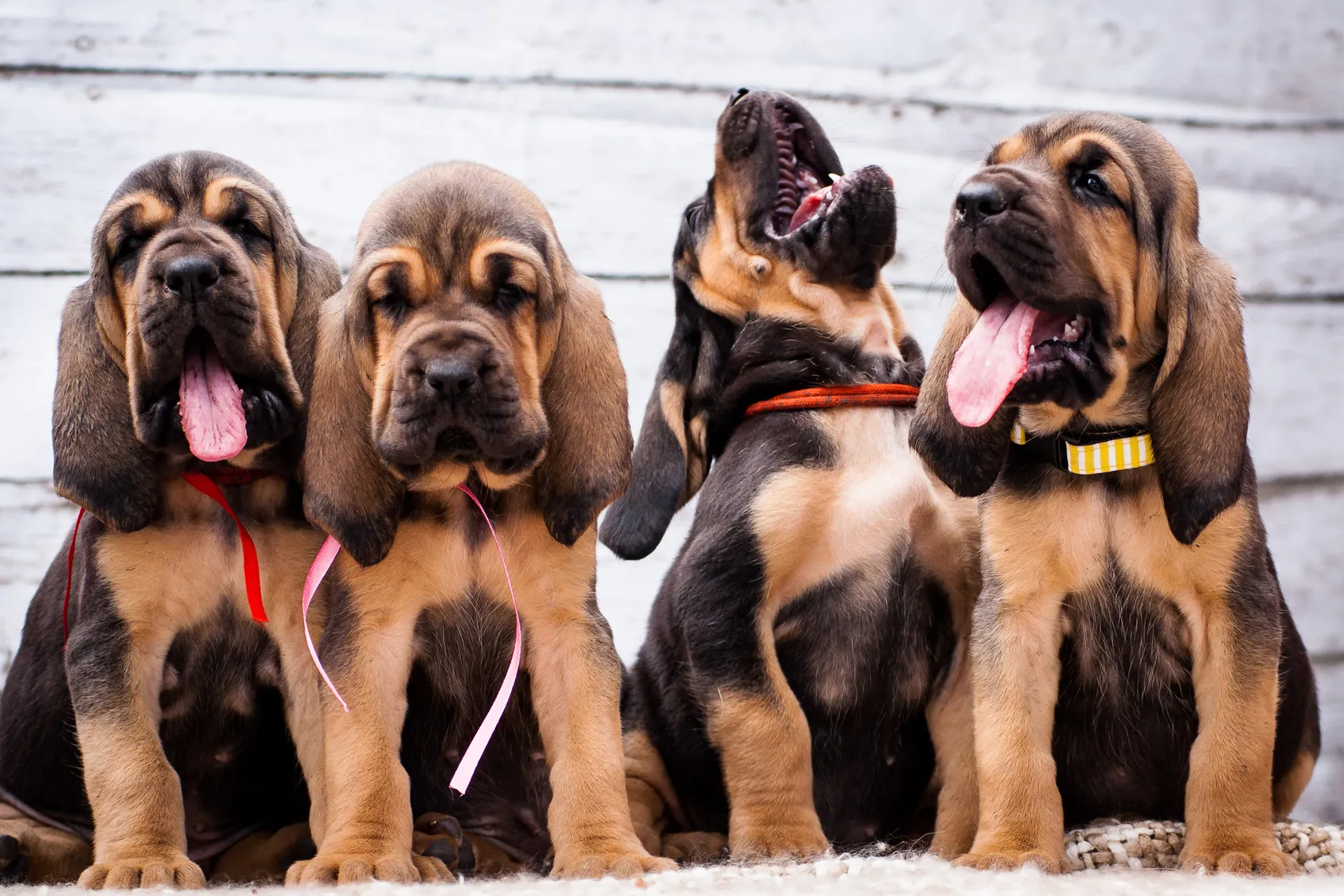 Des chiots de Saint-Hubert