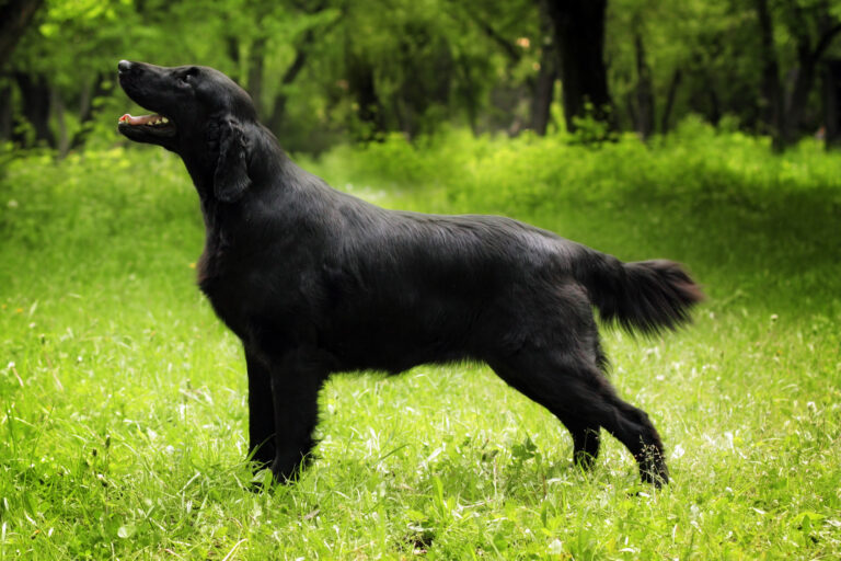 Un magnifique Flat Coated Retriver en lisière de forêt