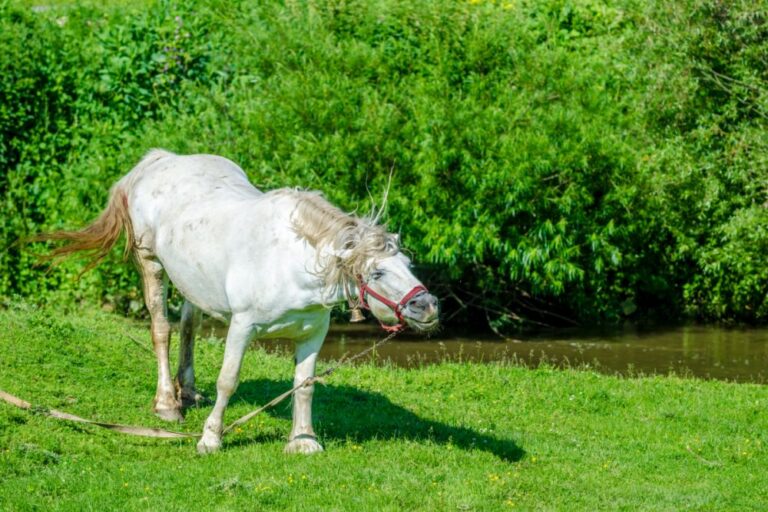 Headshaking chez le cheval : il secoue la tête sans raison apparente