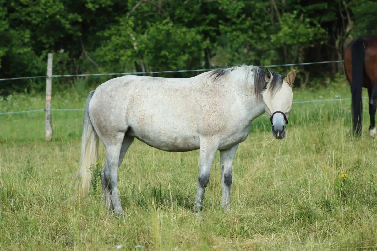 Un filet anti-mouches soulage le headshaking chez le cheval