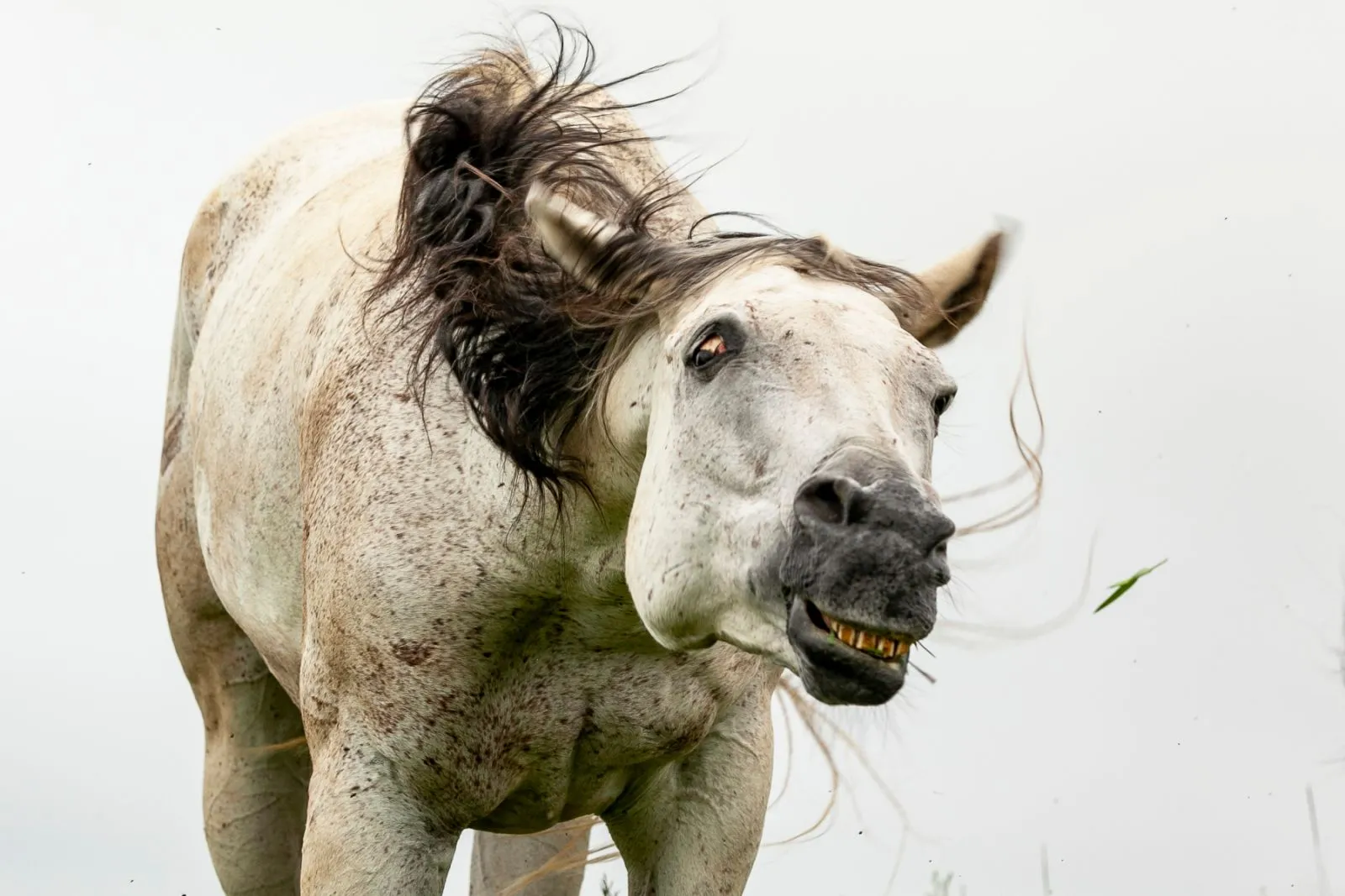 Le Headshaking peut rendre le cheval dangereux