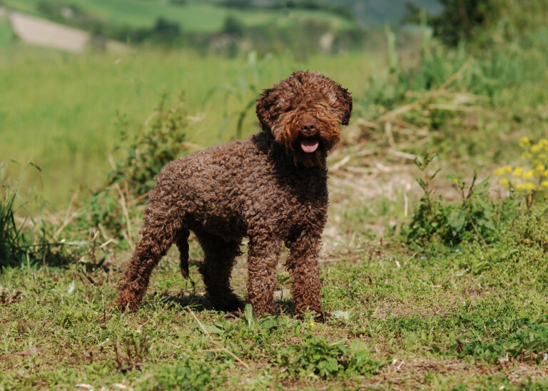 Le Lagotto Romagnolo est un chien d'eau qui recherche les truffes