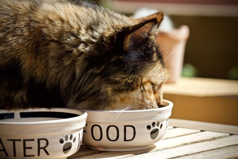 Un chat reconnait immédiatement la meilleure croquette