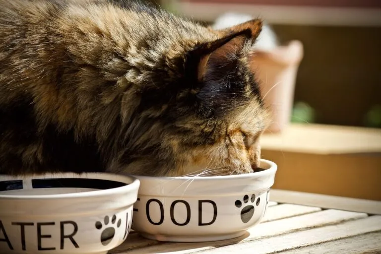 Un chat qui dévore ses croquettes Un chat reconnait immédiatement la meilleure croquette