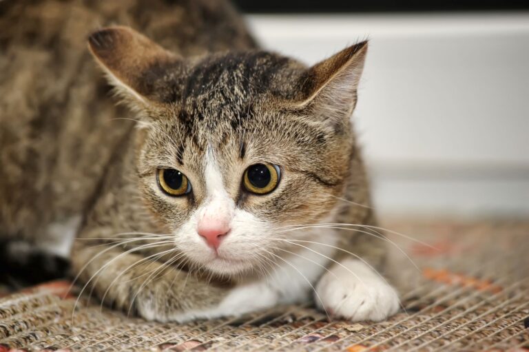 La psychologie du chat peut aider en cas de troubles du comportement