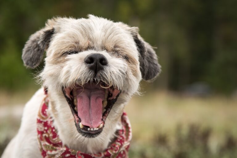 Un chien souffrant de reverse sneezing