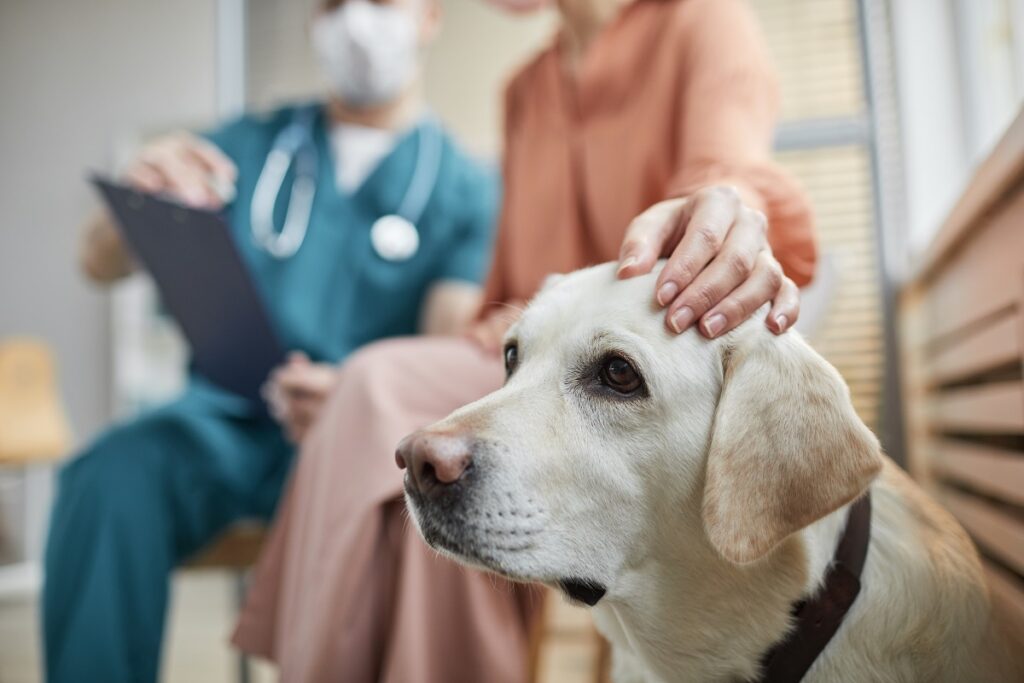 Consultation chez le vétérinaire pour reverse sneezing chez le chien