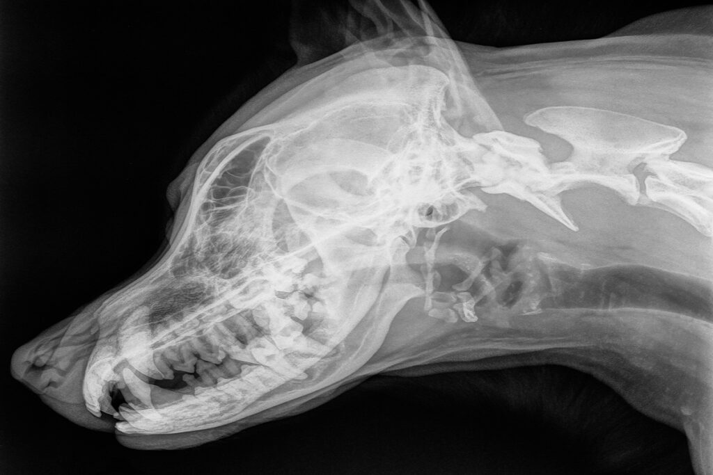 Reverse sneezing chez le chien : radiographie