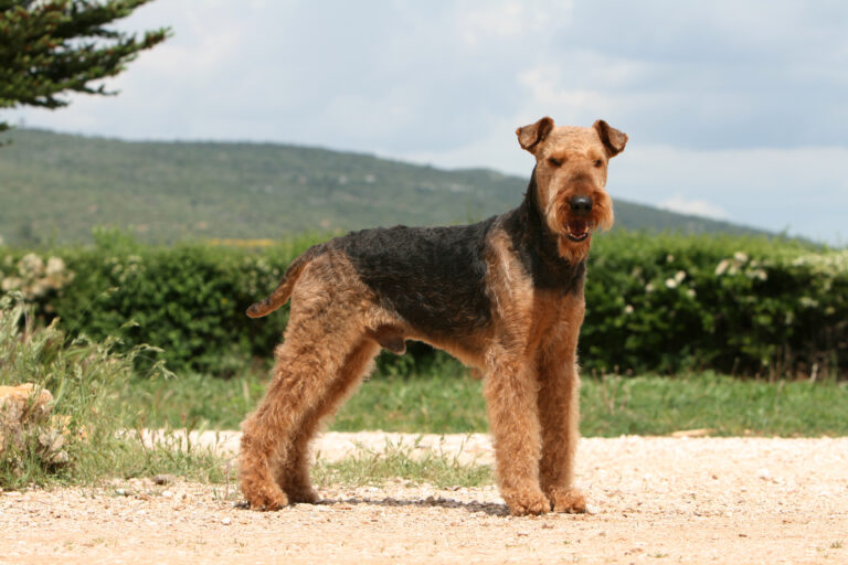 Un magnifique spécimen d'Airedale Terrier