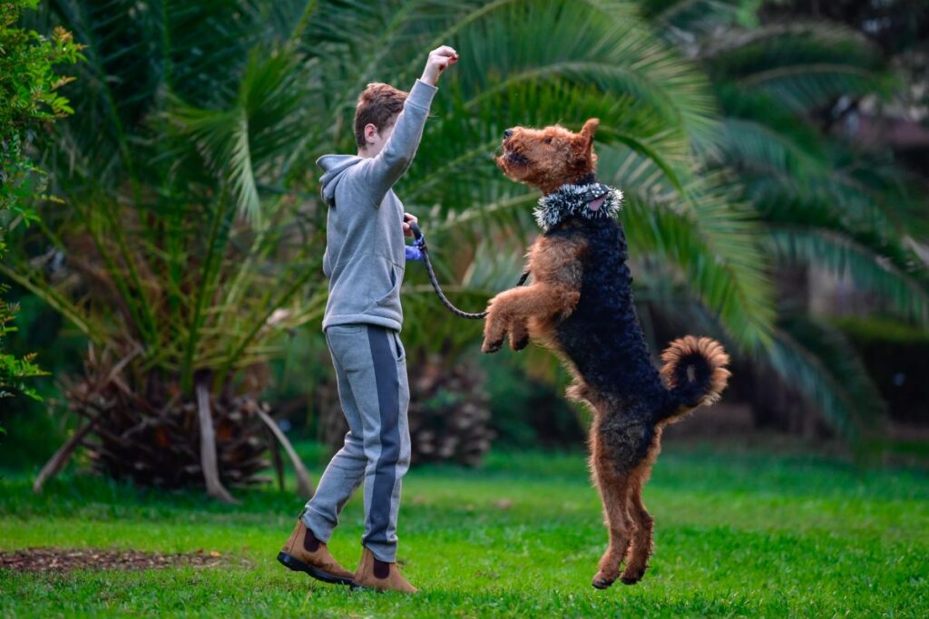 Airedale Terrier qui joue à la balle avec un enfant