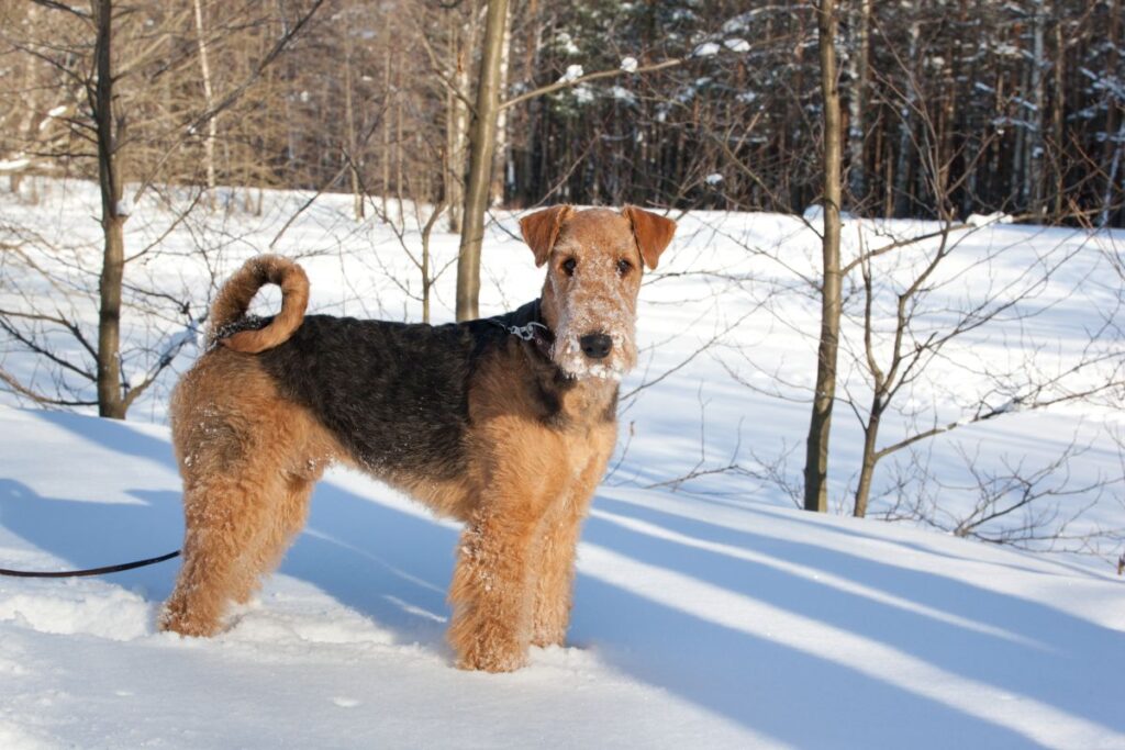 L'Airedale Terrier est adapté au froid et à la neige