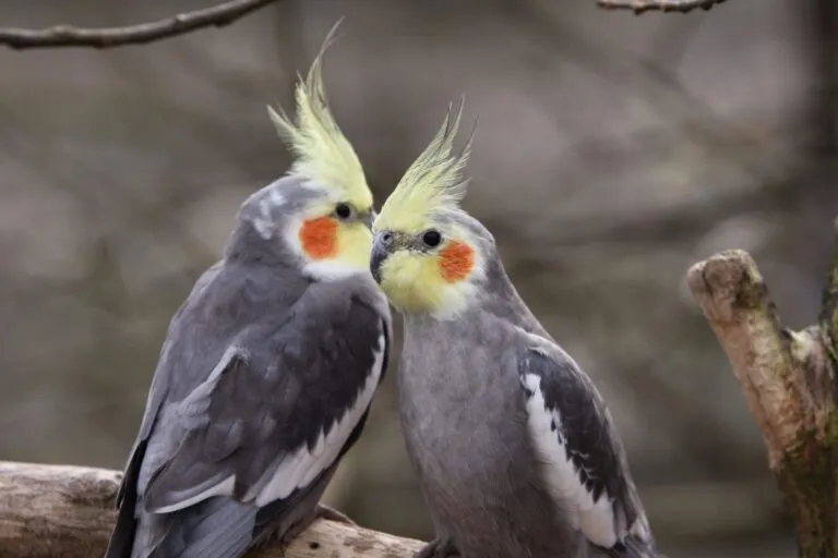 Un couple de grandes perruches Des Calopsittes sur une branche