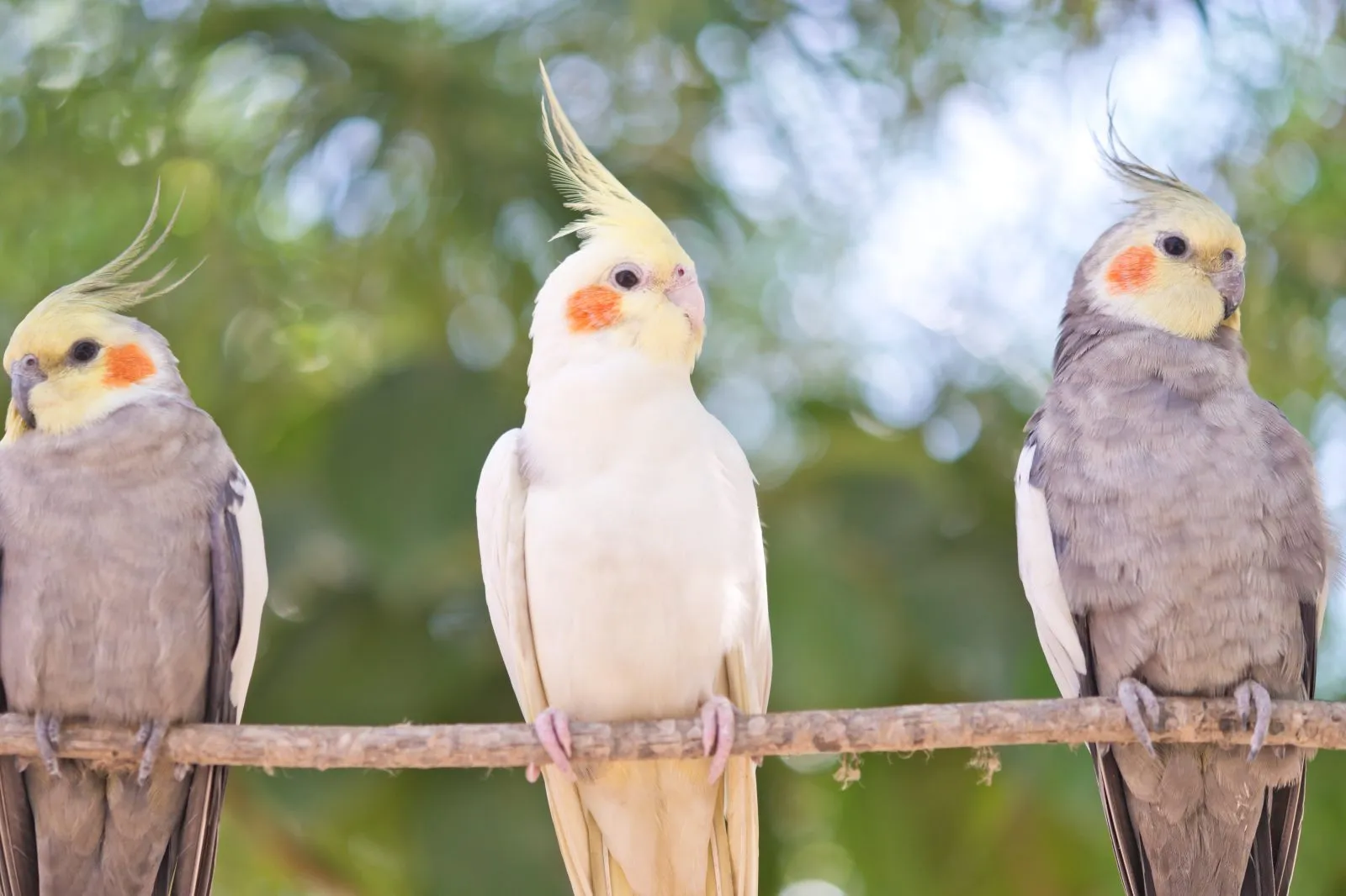 Une rangée de grandes perruches Un groupe de trois Calopsittes