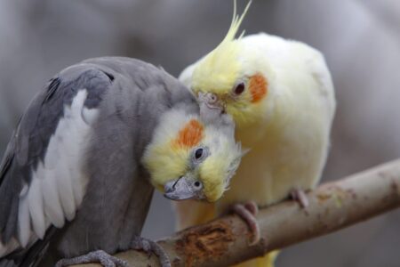 Calopsitte : apparence, caractère, santé, espérance de vie, origine