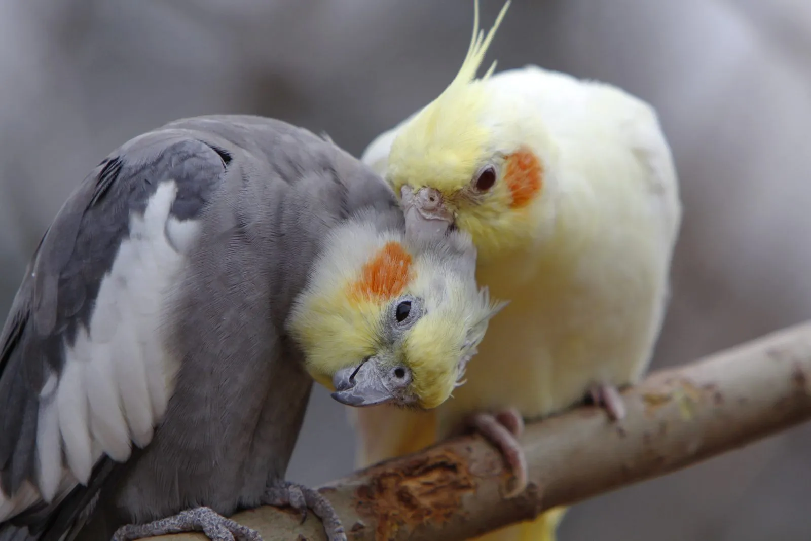 Deux grandes perruches affectueuses Une Calopsitte affectueuse avec sa congénère