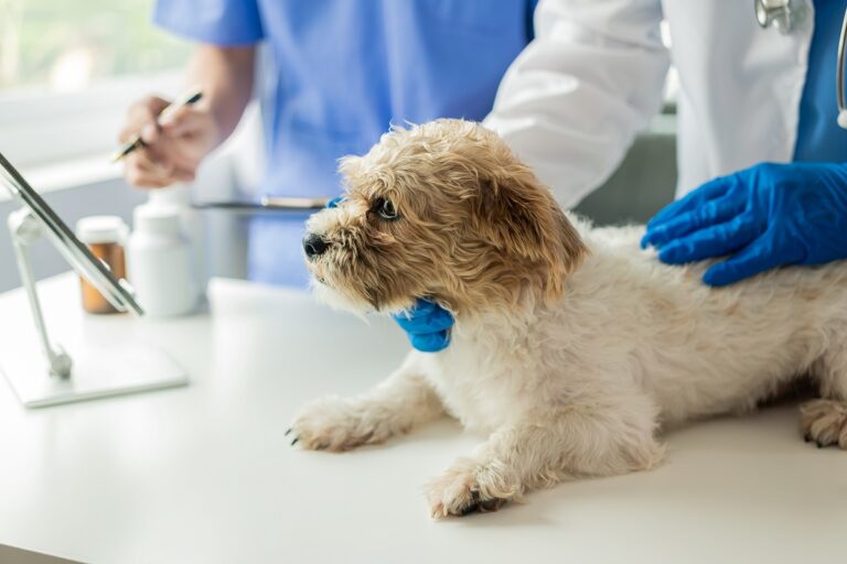 Un chien examiné par le vétérinaire pour le cancer des testicules
