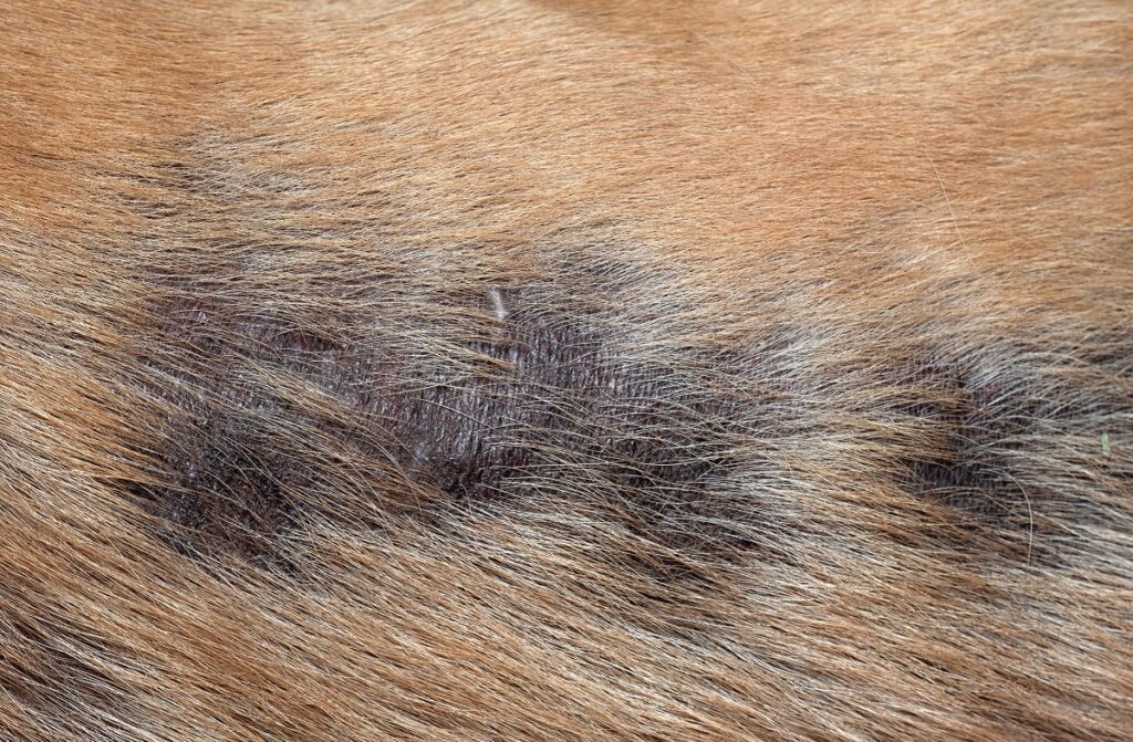 Le cancer des testicules chez le chien peut provoquer des problèmes de peau