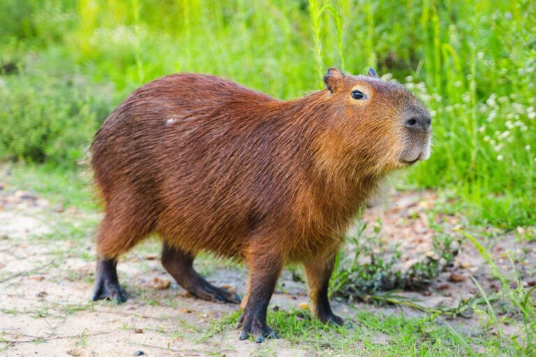 Un capybara sur une berge