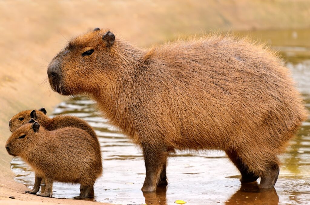 Une femelle capybara et ses petits