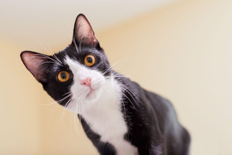 Un chat noir et blanc, dit tuxedo