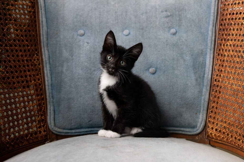 Un jeune chat noir et blanc