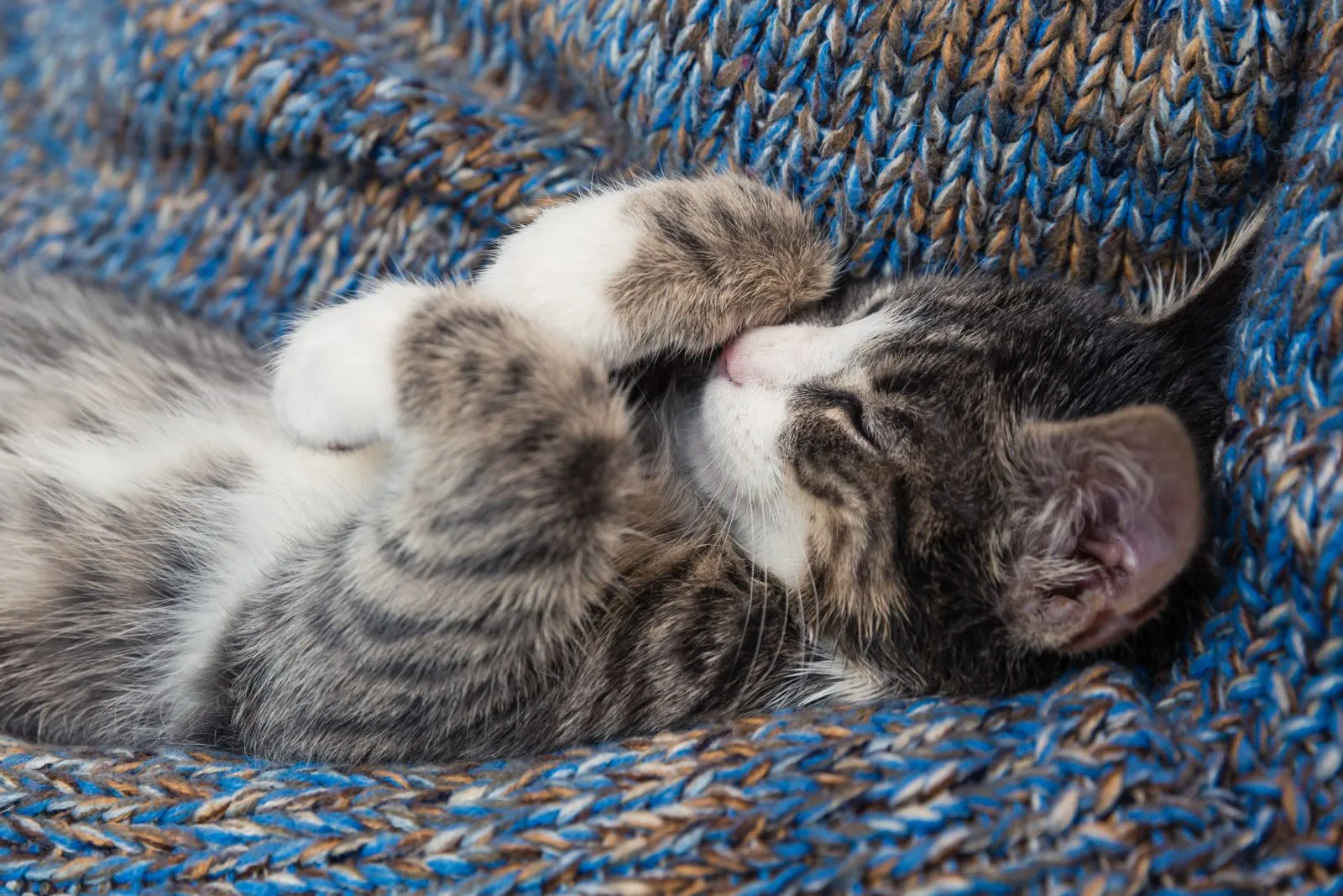 Un chaton qui fait de beaux rêves