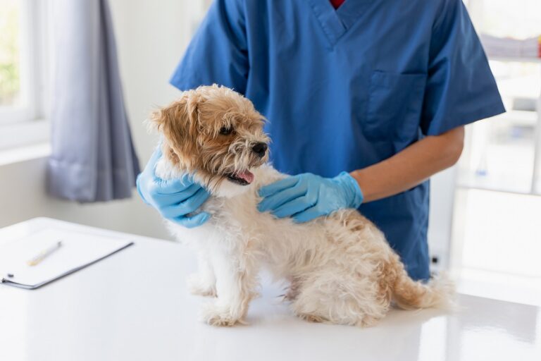 Un chien chez le vétérinaire pour un cas de cryptorchidie