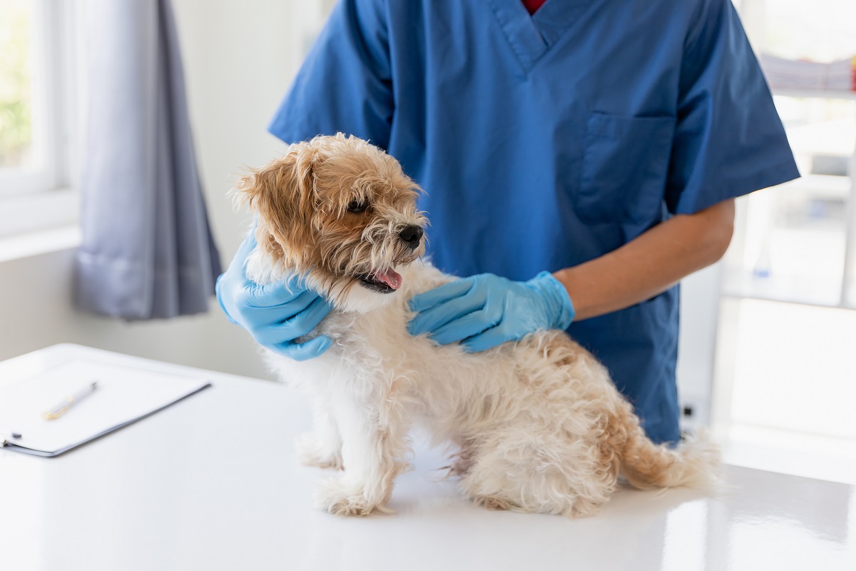 Cryptorchidie du chien causes, symptômes, traitements