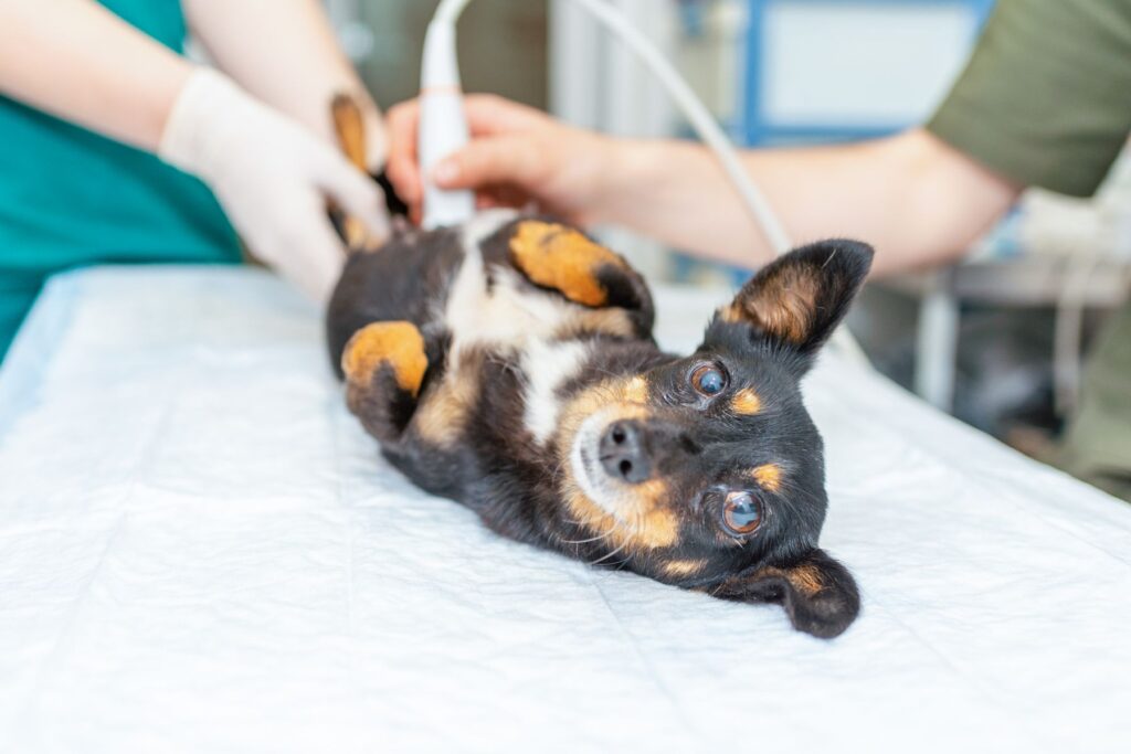 Imagerie médicale chez un chien atteint de cryptorchidie