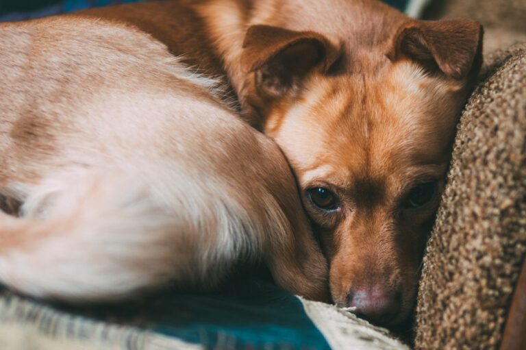 Chien triste souffrant de dépression