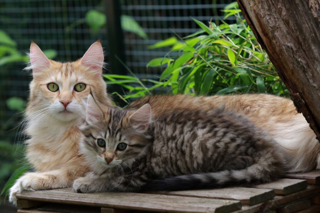 Un chaton et sa mère dans un élevage de chat