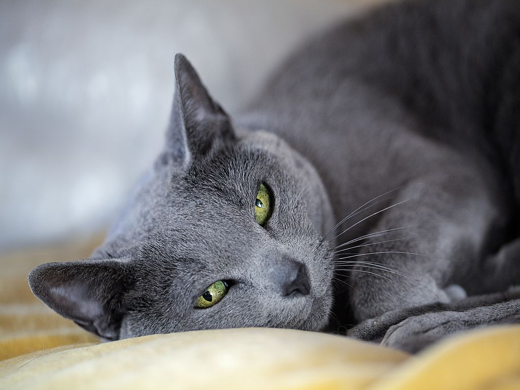 Un chat bleu russe dans un élevage