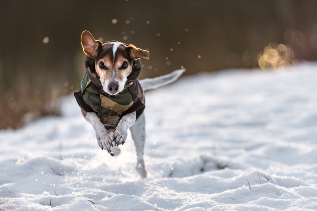 Un chien actif risque moins l'hypothermie