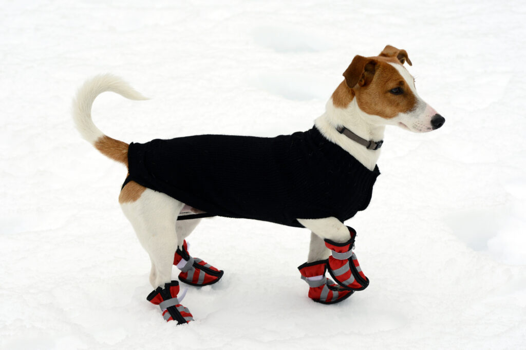 Ce chien bien habillé ne risque pas l'hypothermie