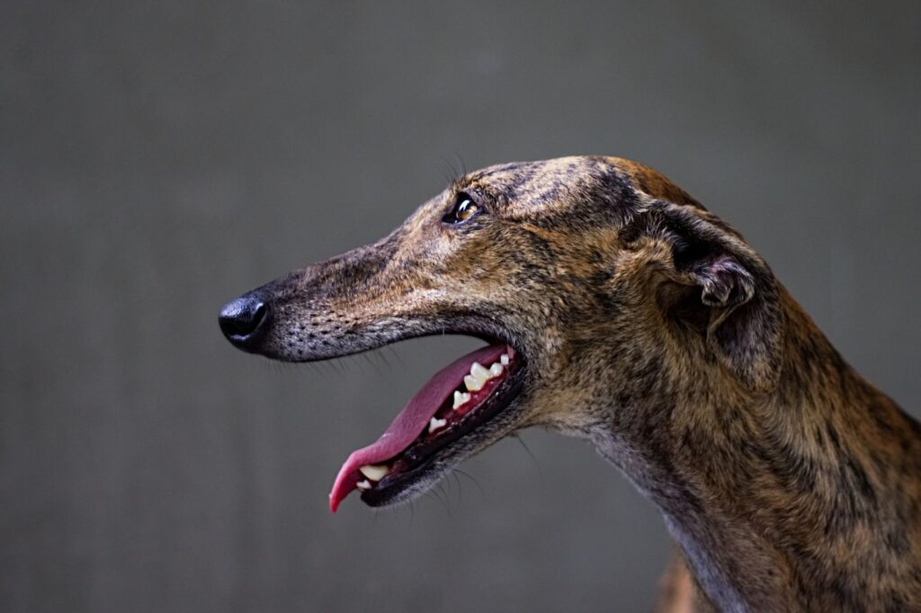 Portrait d'un lévrier Greyhound
