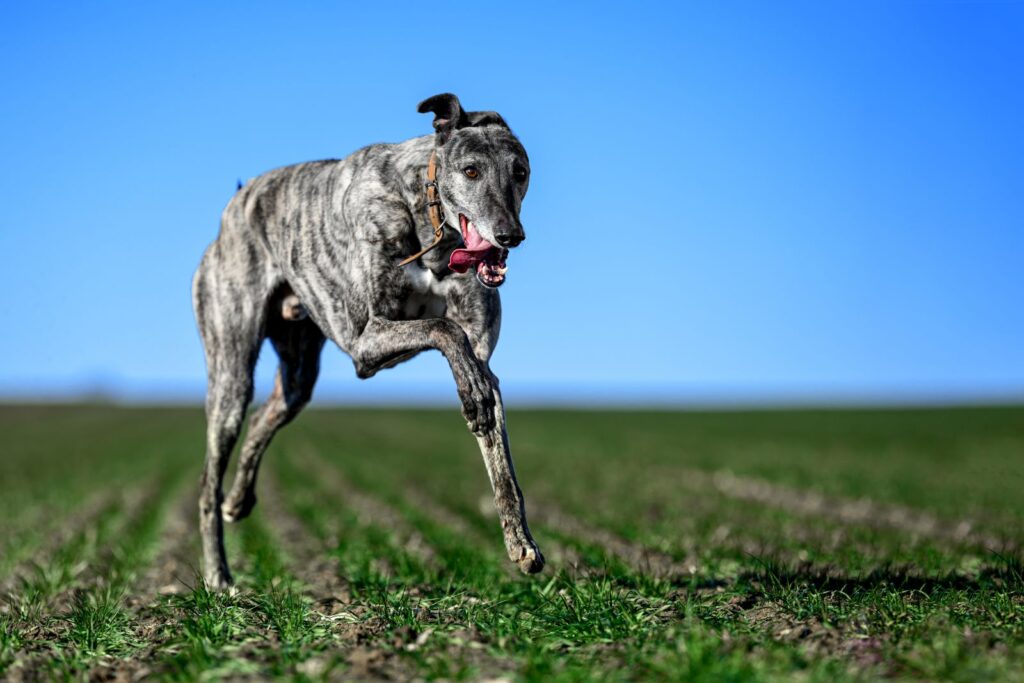 Le lévrier Greyhound adore courir