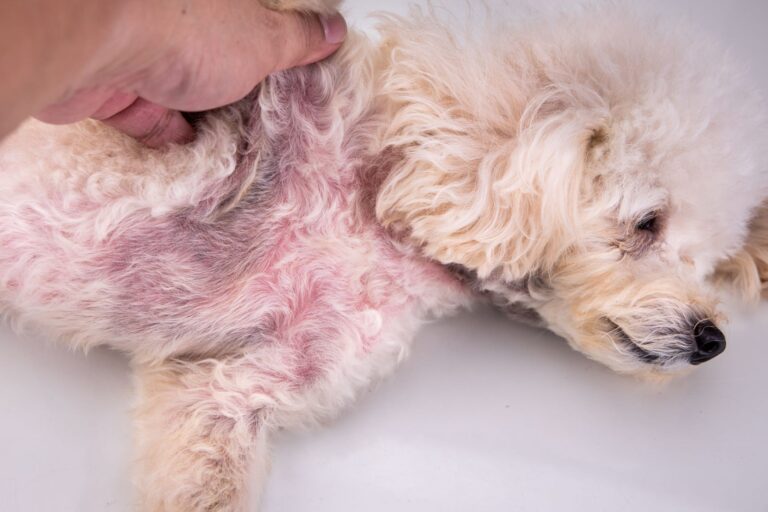 Des rougeurs sont signe de maladie de peau chez le chien