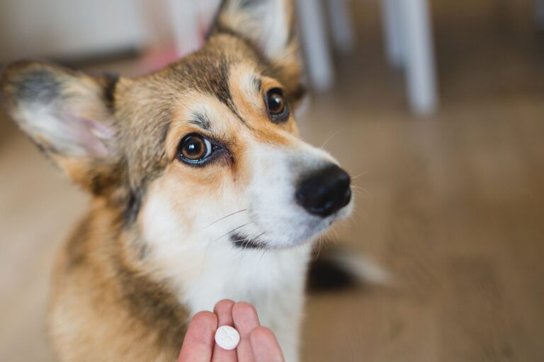 MDR1 chez le chien : attention aux médicaments