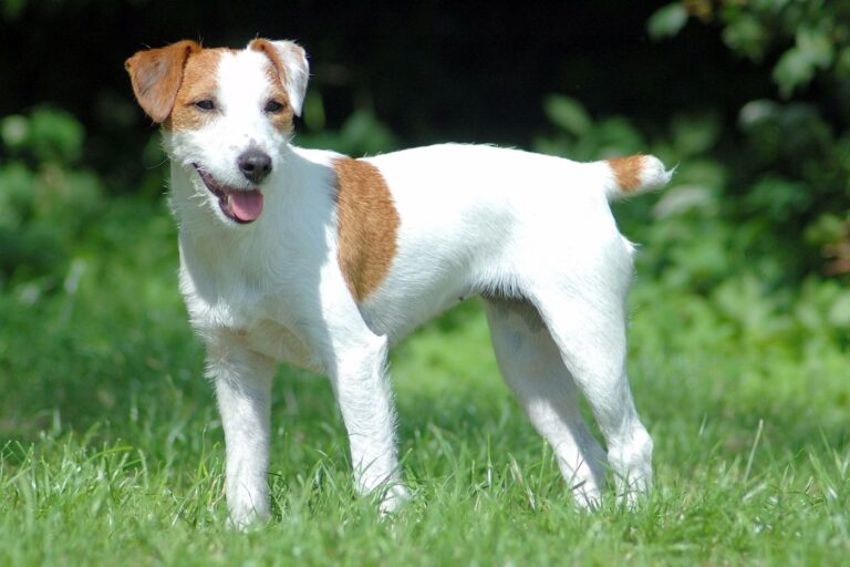 Un Parson Russell Terrier typique