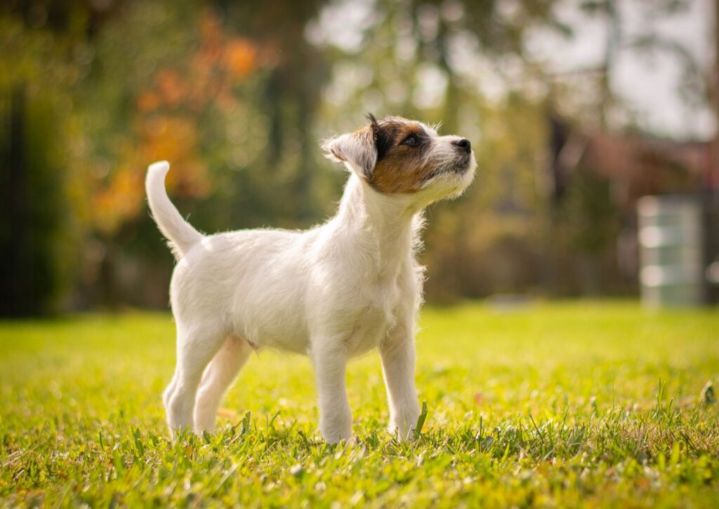 Un chiot Parson Russell Terrier