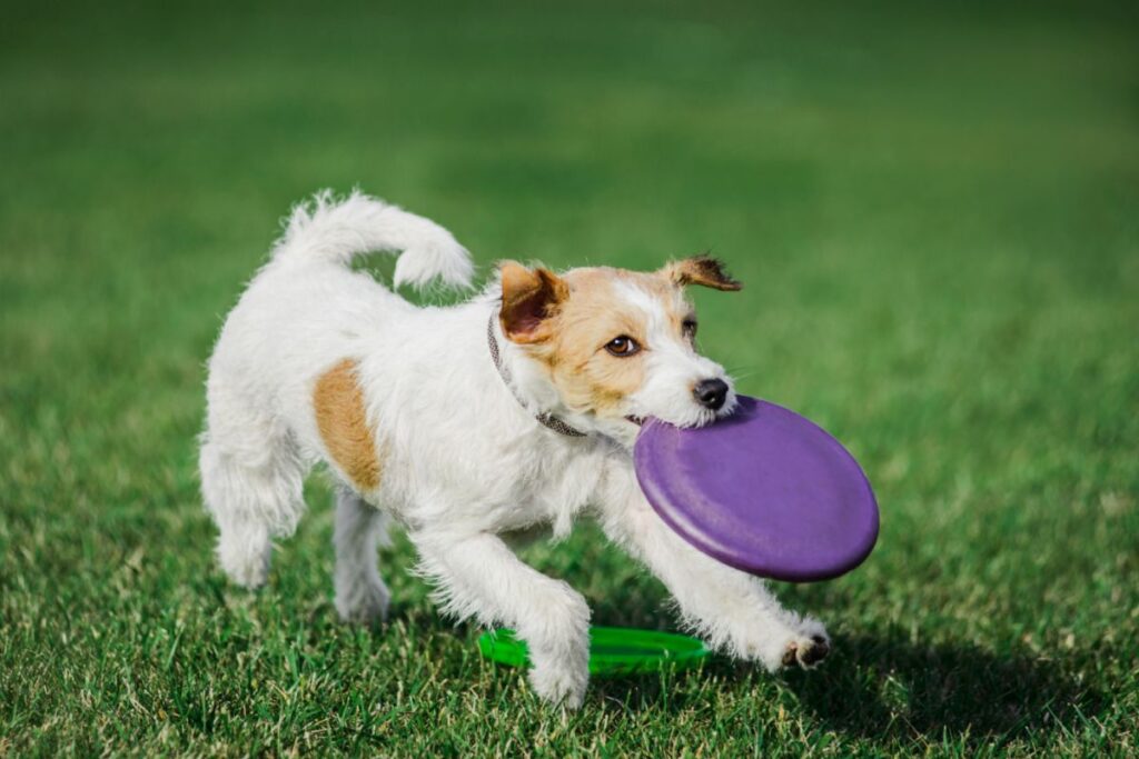 Parson Russell Terrier qui joue dans le parc