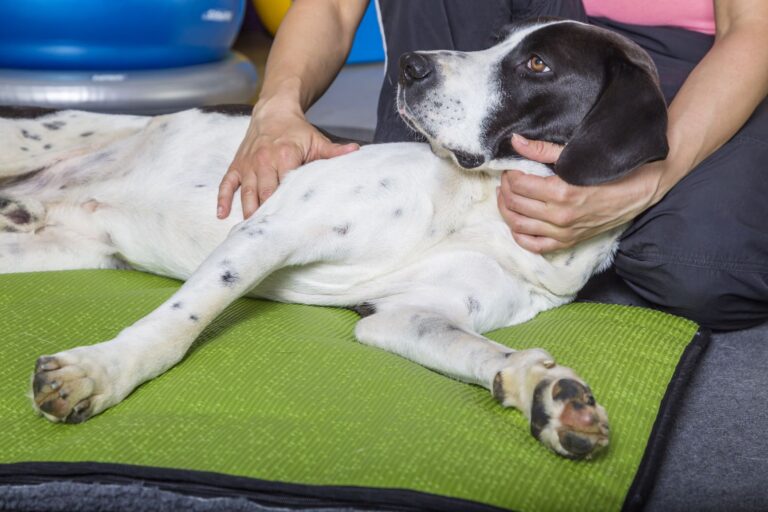 La physiothérapie pour chien peut apaiser les problèmes musculaires et articulaires