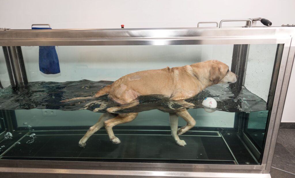Appareil de physiothérapie pour chien : tapis de course immergé